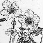 Christrose 2 Fineliner - Ulli Burmester